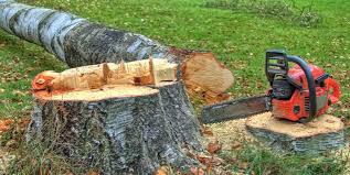 How Our Tree Care Process Works  in  York Harbor, ME