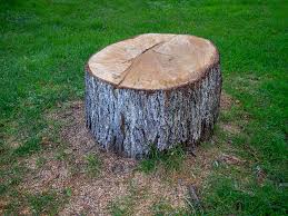 Trusted York Harbor, ME Tree Care Experts