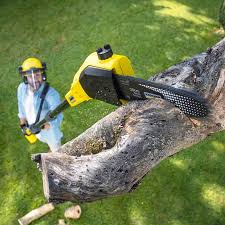 Best Hedge Trimming  in York Harbor, ME