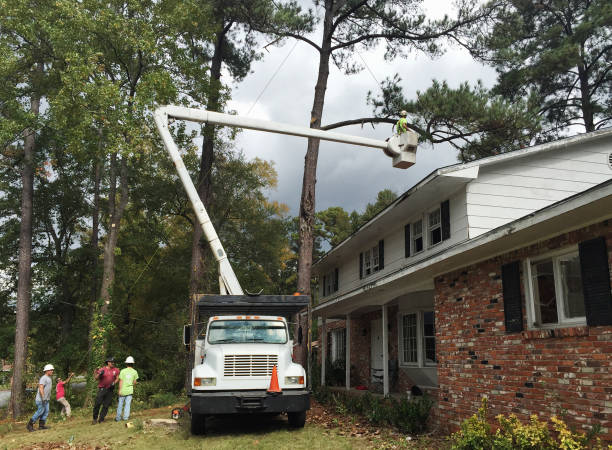 Best Tree Removal  in York Harbor, ME