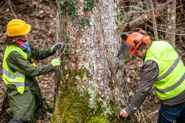 Best Root Management and Removal  in York Harbor, ME