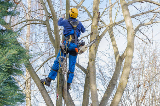 Best Tree Preservation Services  in York Harbor, ME