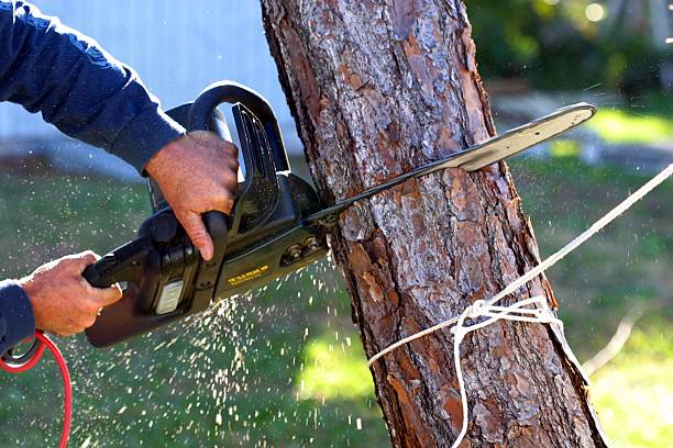 Best Palm Tree Trimming  in York Harbor, ME