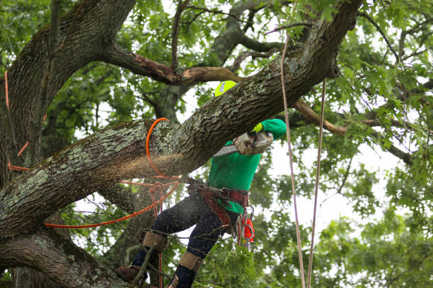 Best Tree Preservation Services  in York Harbor, ME