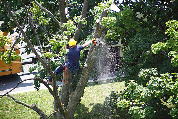 Best Commercial Tree Services  in York Harbor, ME