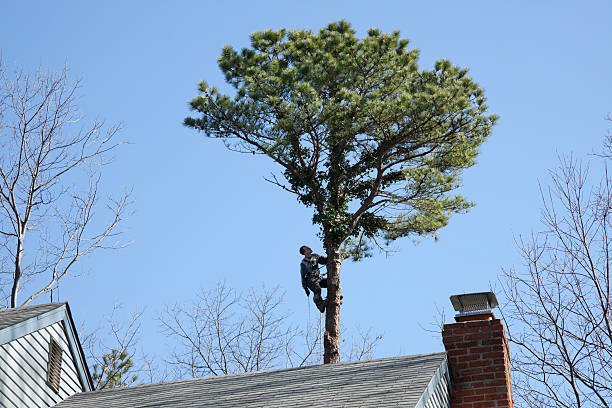 York Harbor, ME Tree Care Company