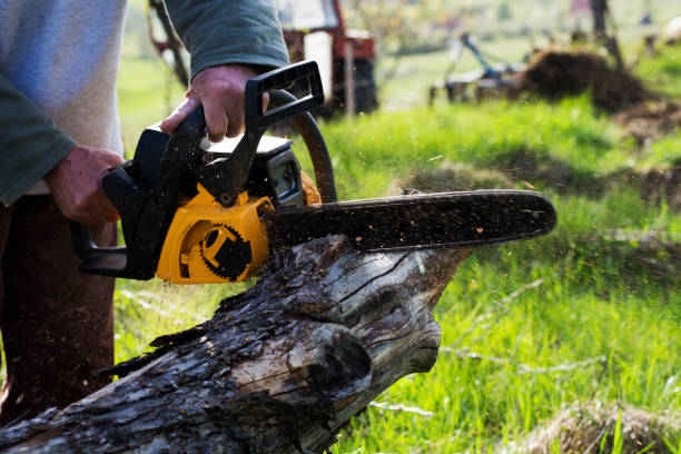 Best Stump Grinding and Removal  in York Harbor, ME