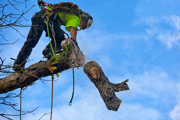 Best Tree Trimming and Pruning  in York Harbor, ME